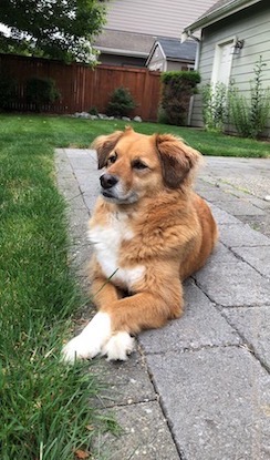 My dog laying down outside